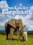 One Lucky Elephant Poster