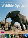 David Attenborough: Wildlife Specials Poster