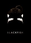 Blackfish | filmes-netflix.blogspot.com.br
