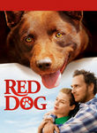 Red Dog Poster