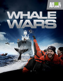 Whale Wars: Season 4: The Giant Enemy