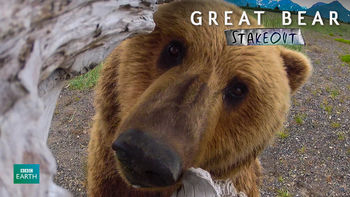 Netflix box art for Great Bear Stakeout - Season 1