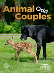 Nature: Animal Odd Couples Poster