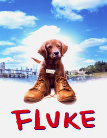 Fluke