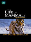 The Life of Mammals Poster