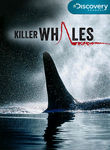 Killer Whales Poster